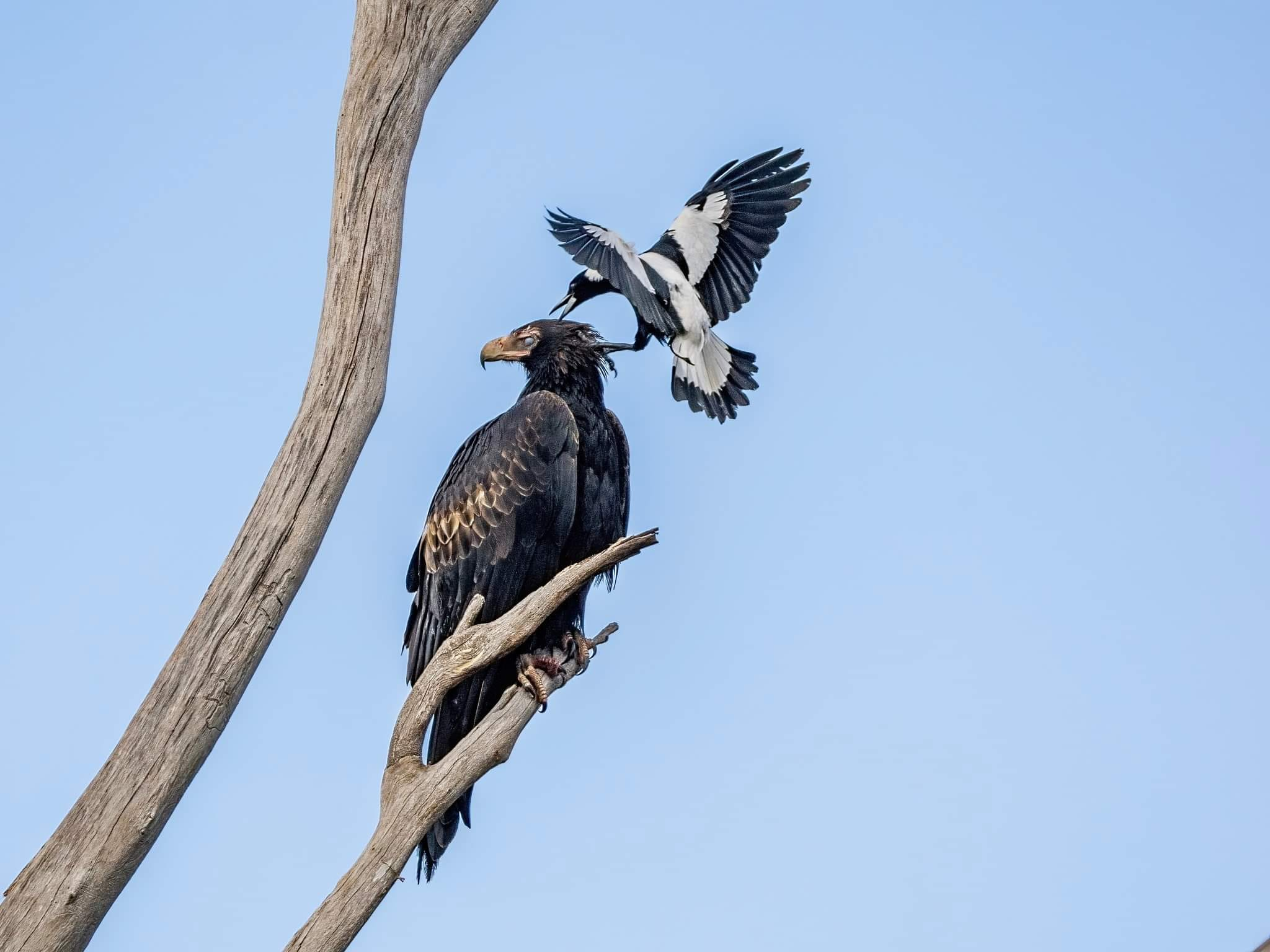 A Magpie and a Wedge-Tailed Eagle, by Dougal Sanderson