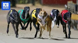 Greyhound racing to be banned in New Zealand