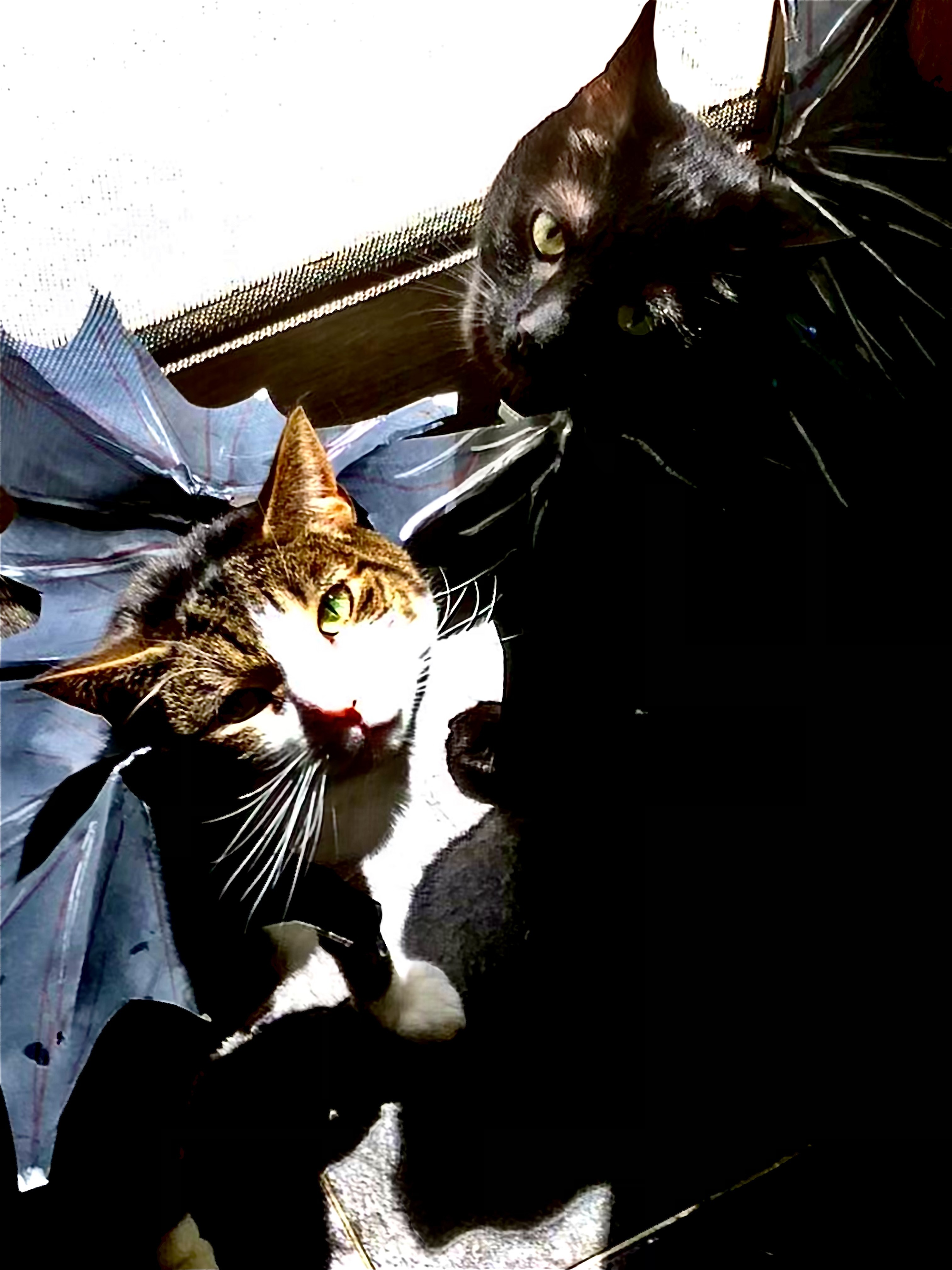 two cats with batwings