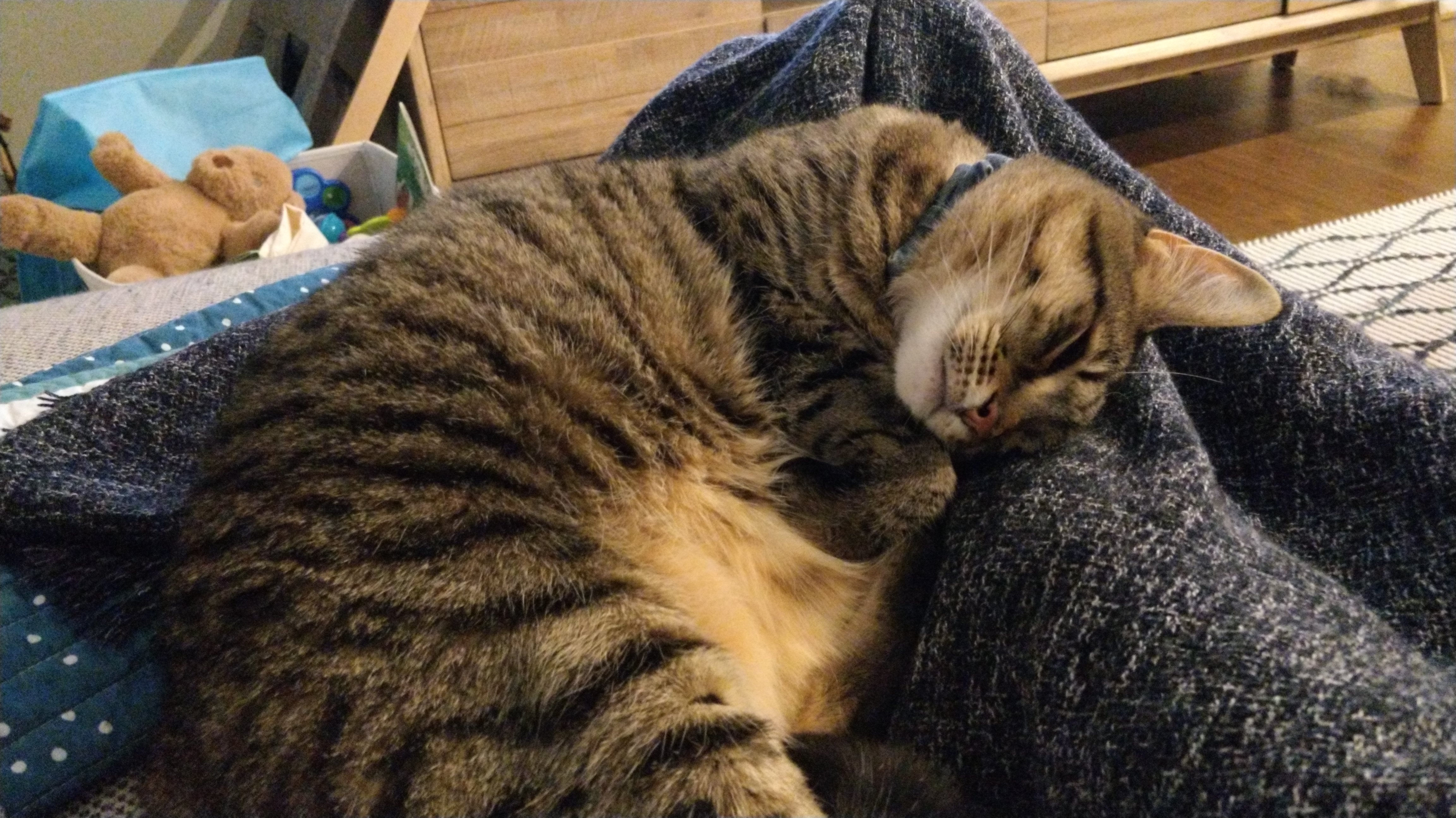 sleepy tabby cat on the couch with fluffy belly partly exposed and head at a 45 degree angle resting on blanket draped over legs with eyes partly closed