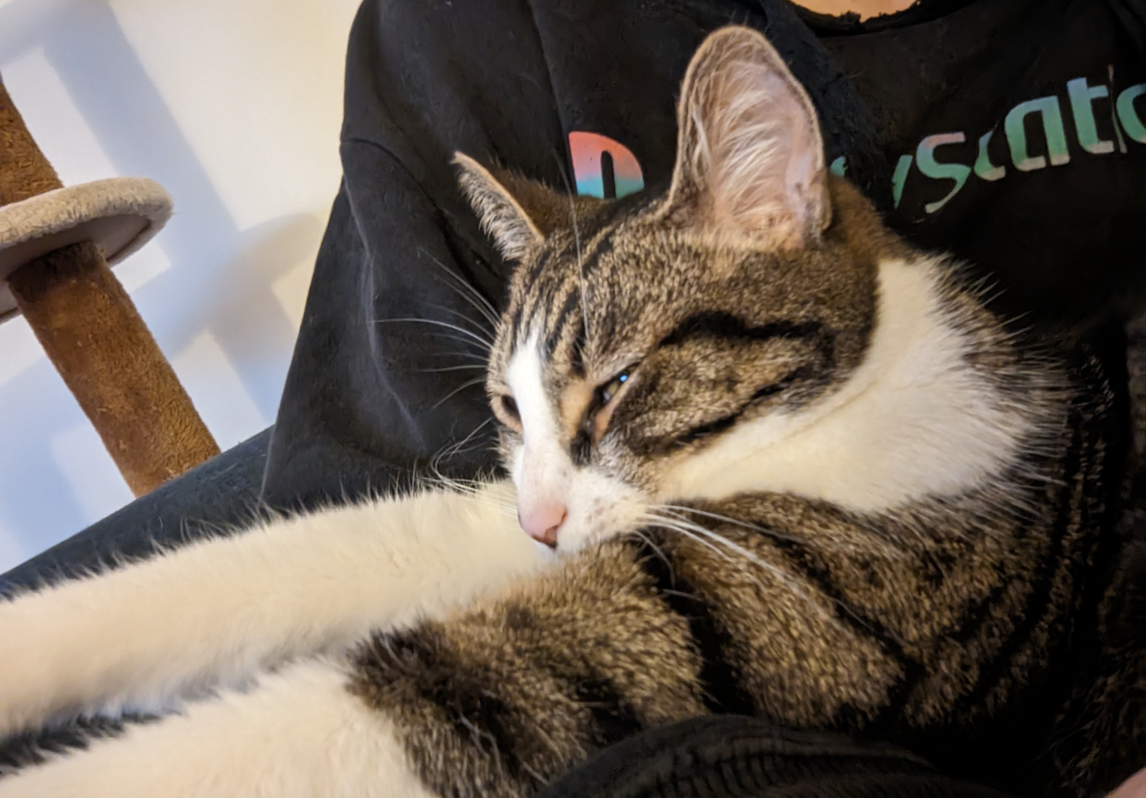 white tabby cat on lap with arms stretched out, very happy