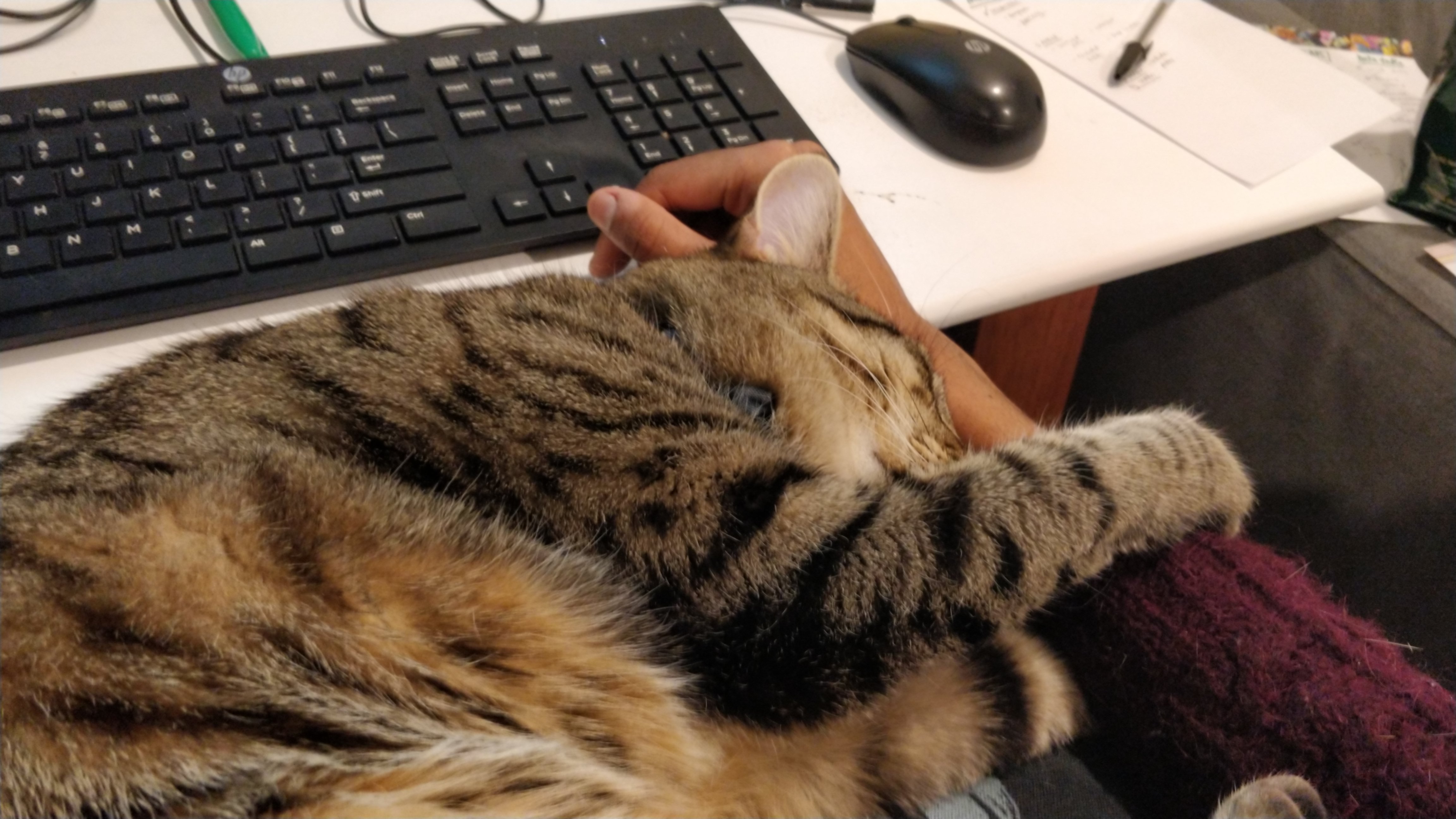 sleeping tabby cat on her side with paws outstretched trapping a human hand trying to reach a computer mouse