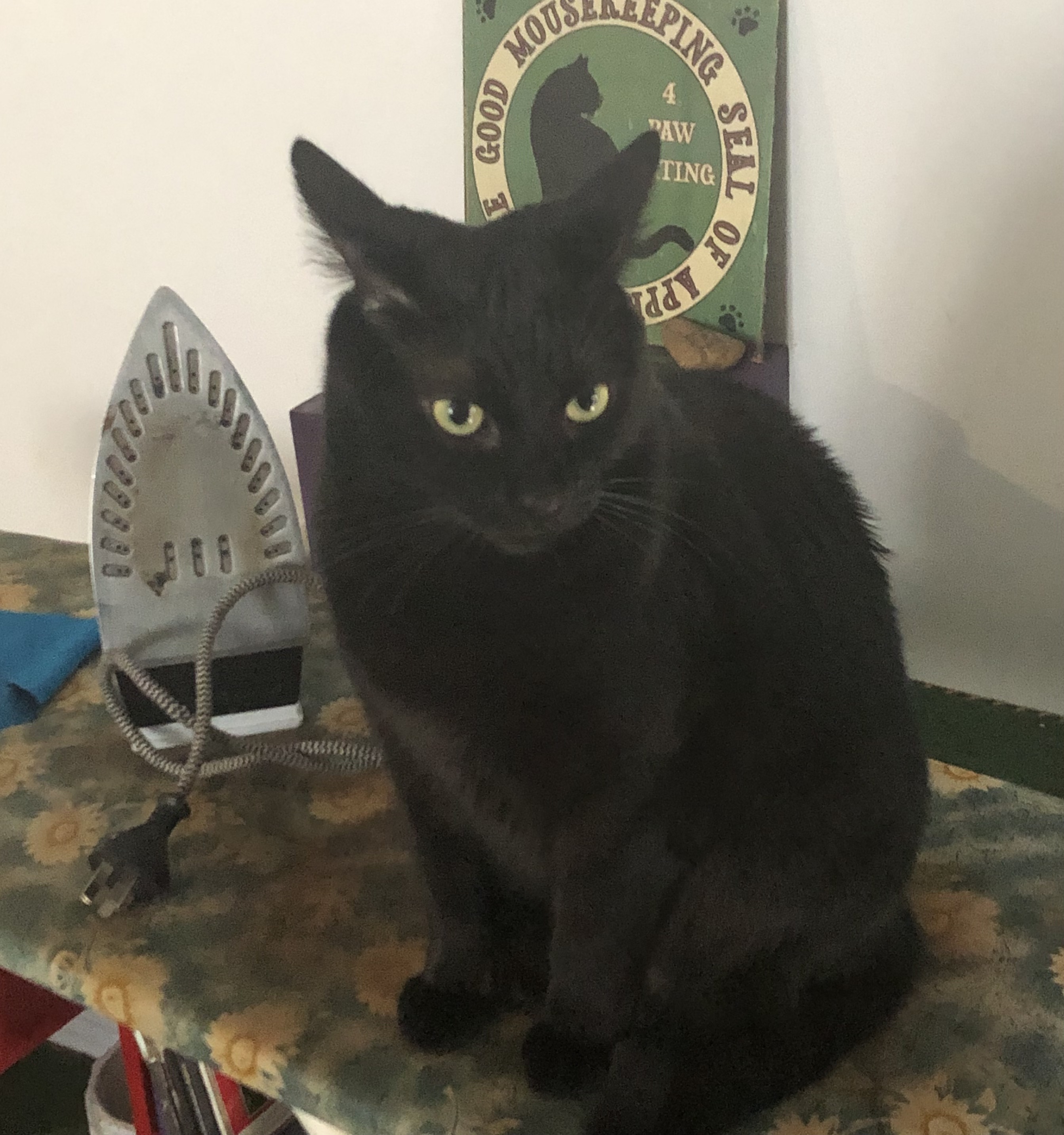a grumpy black cat on an ironing board