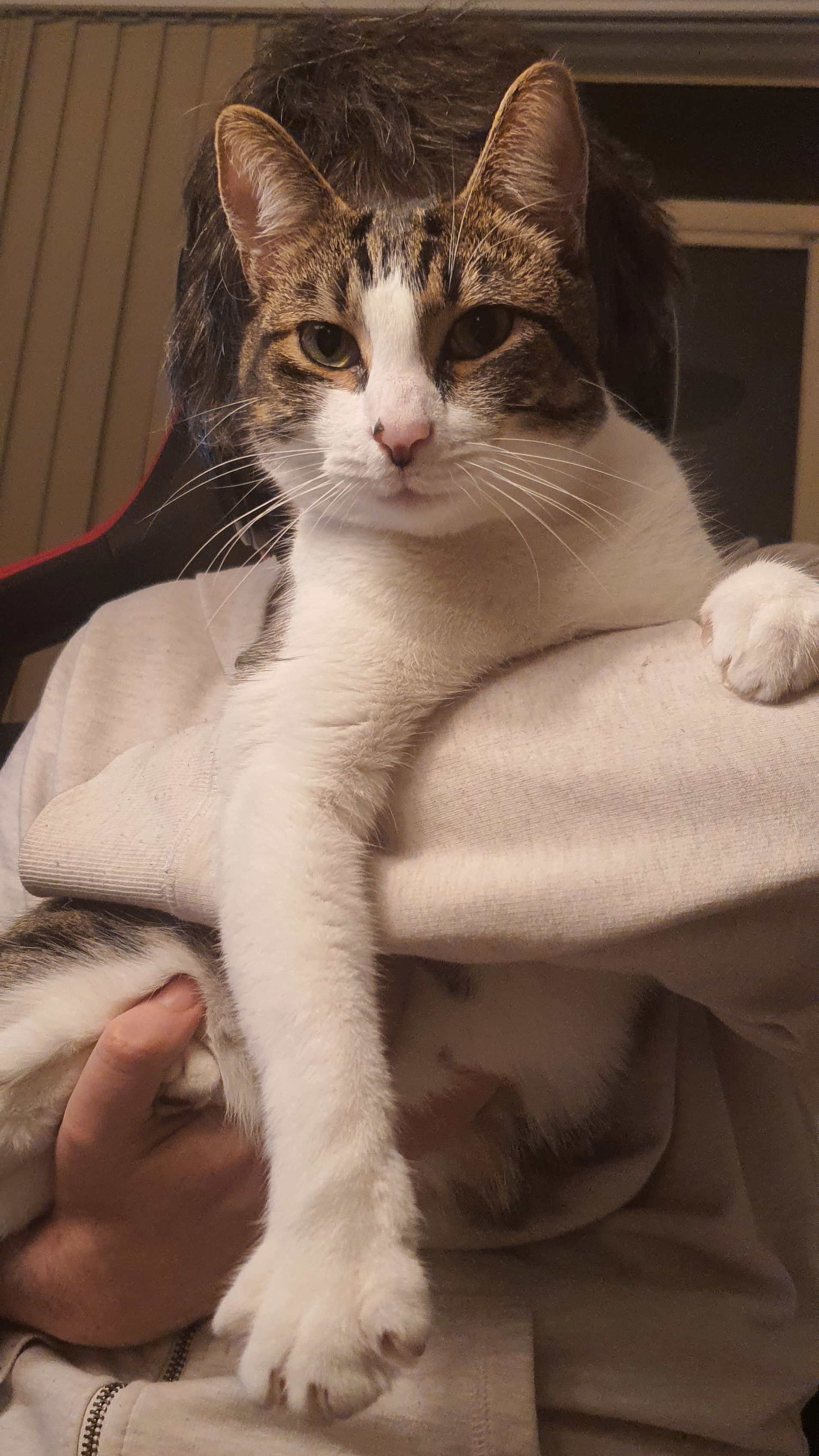 white tabby cat being held, looking happy