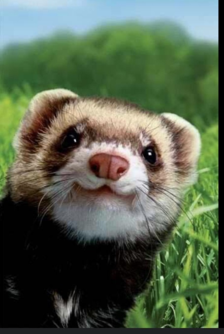 happy ferret