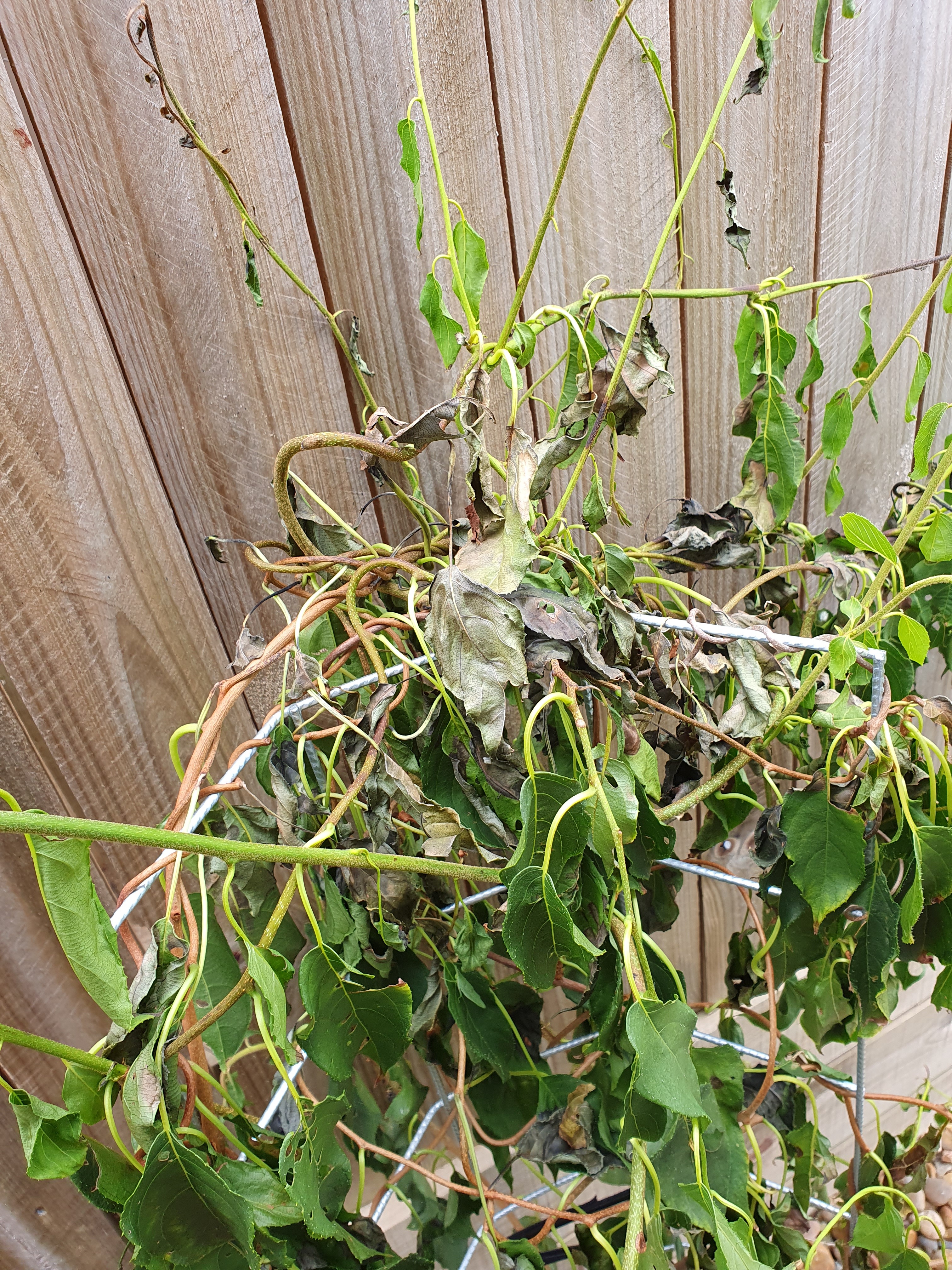 Pic 1 of damage to Kiwiberry, burnt leaves on top of plant.