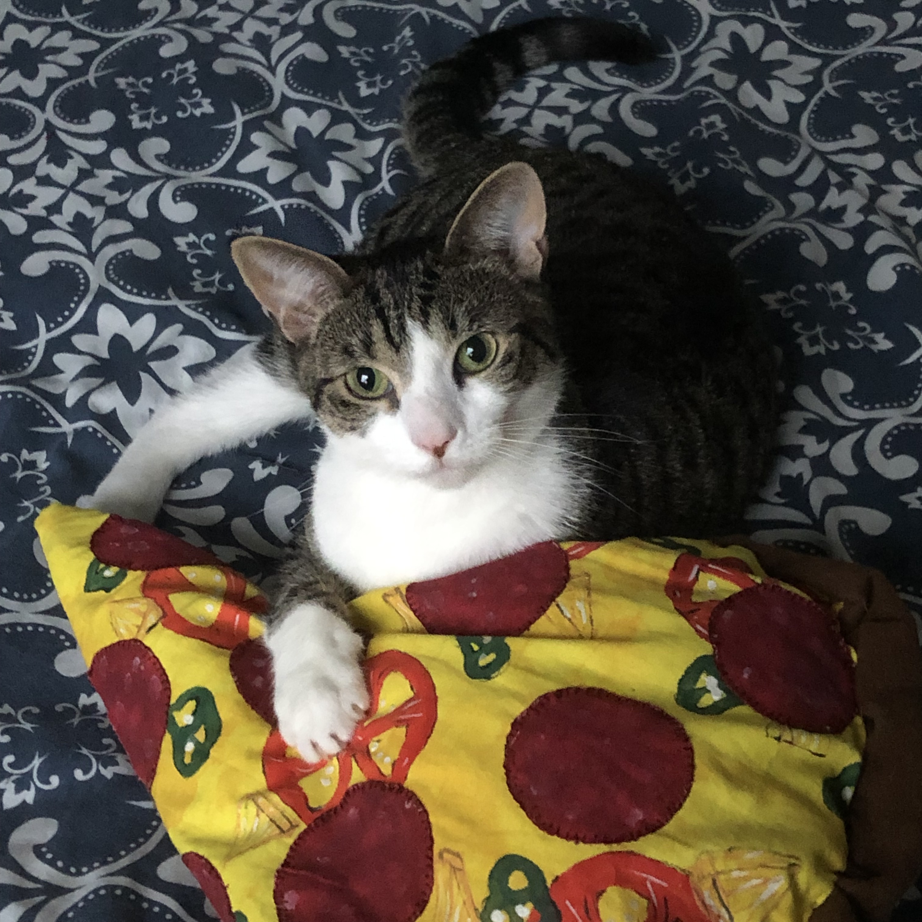 cat & pizza cushion