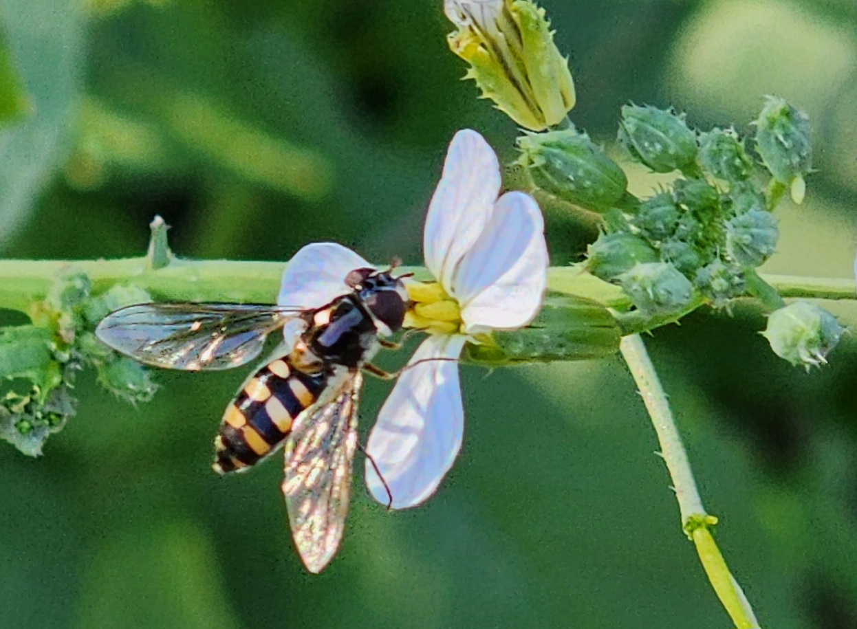 native wasp on a radish flower
