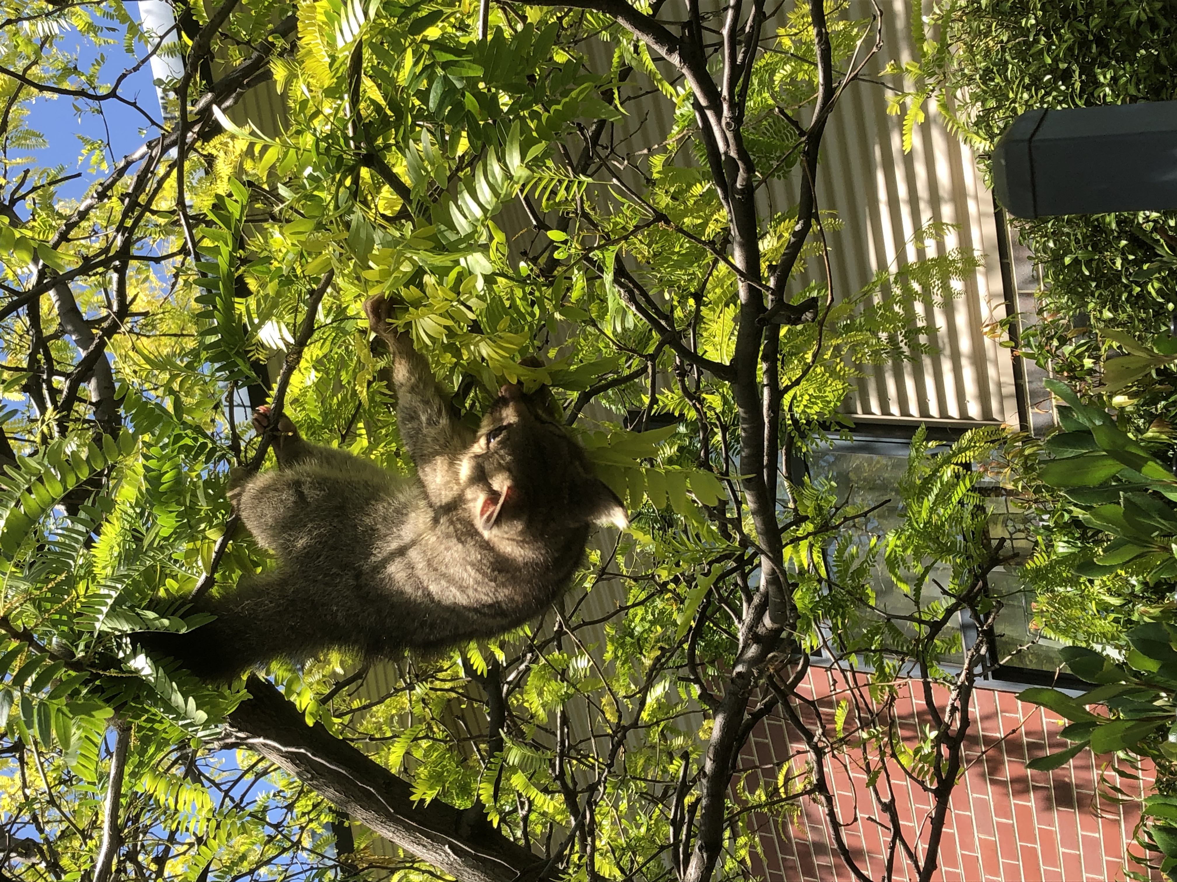 a possum at midday