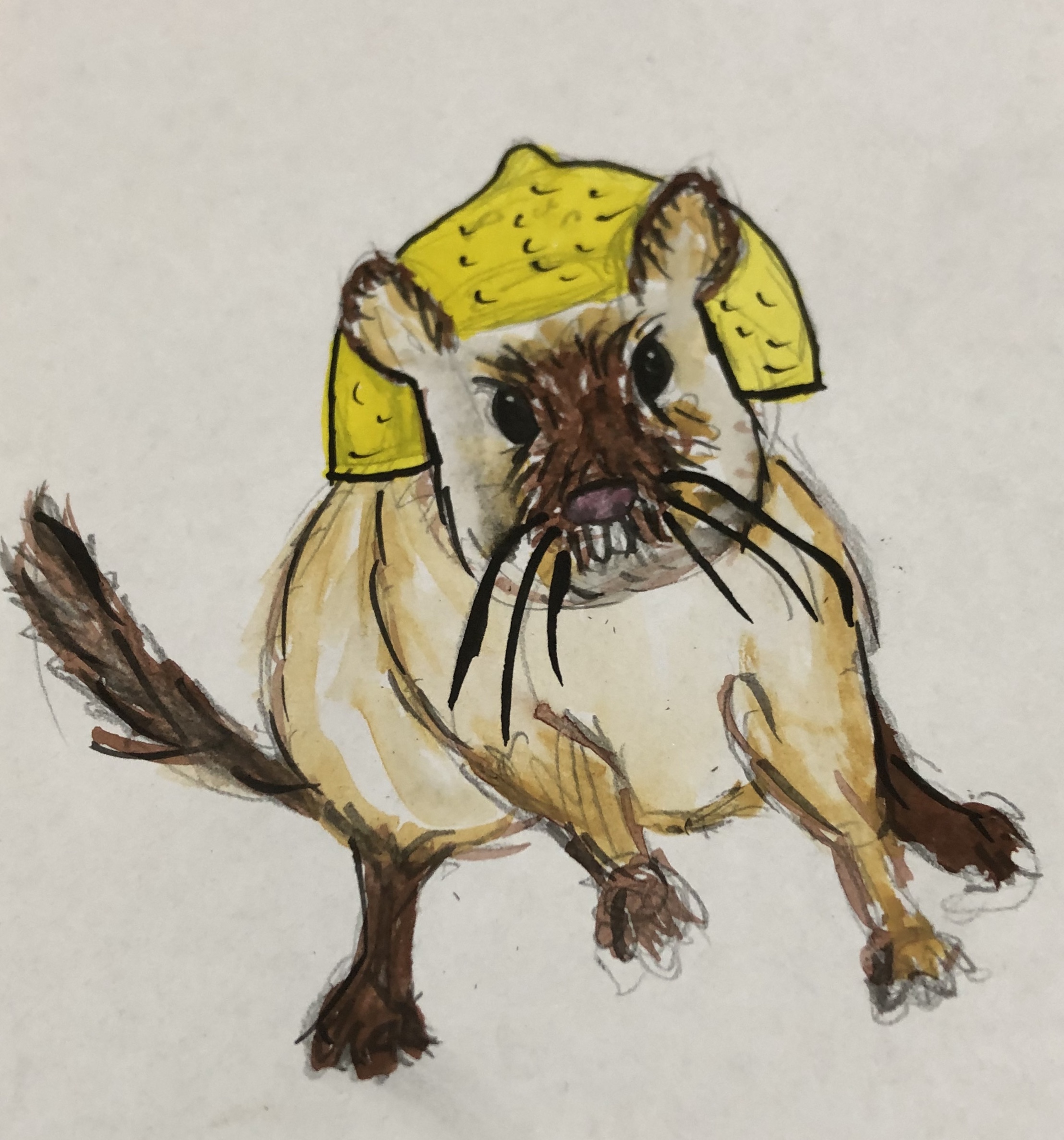 hamster with a lemon helmet