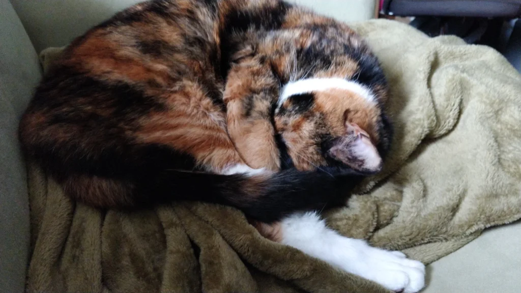 calico cat with one leg out