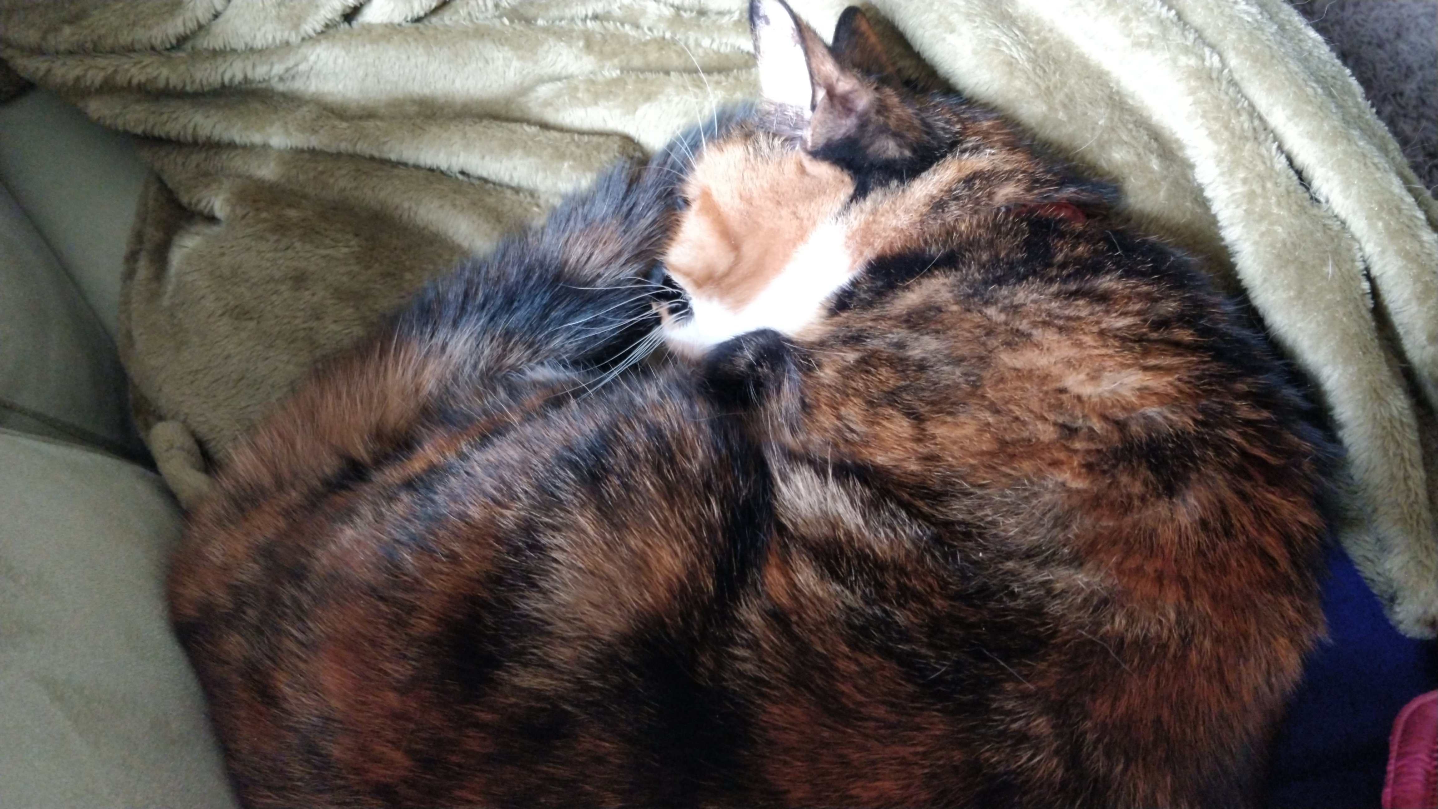 curled up calico cat on lap
