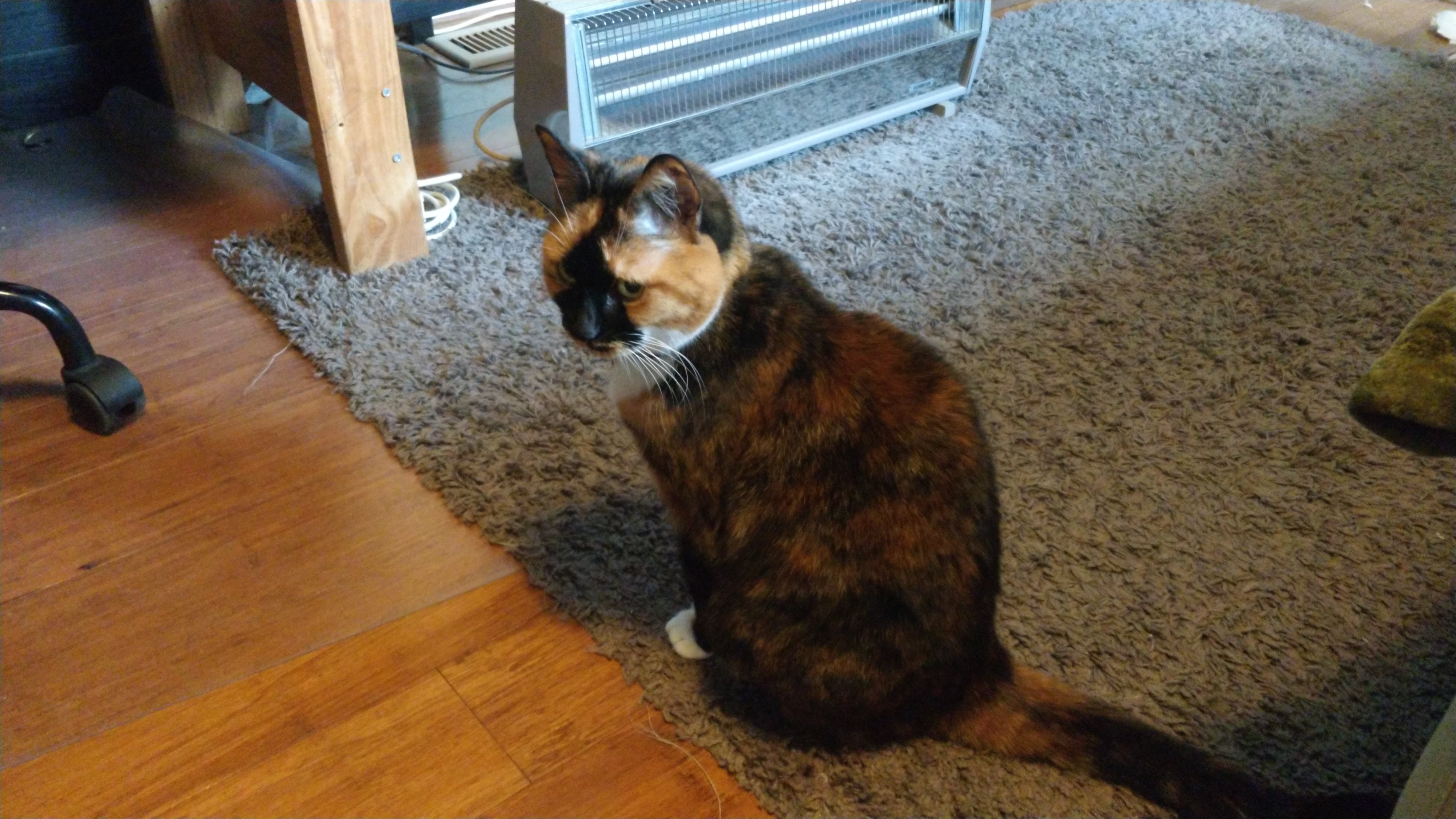 calico cat sitting on a rug