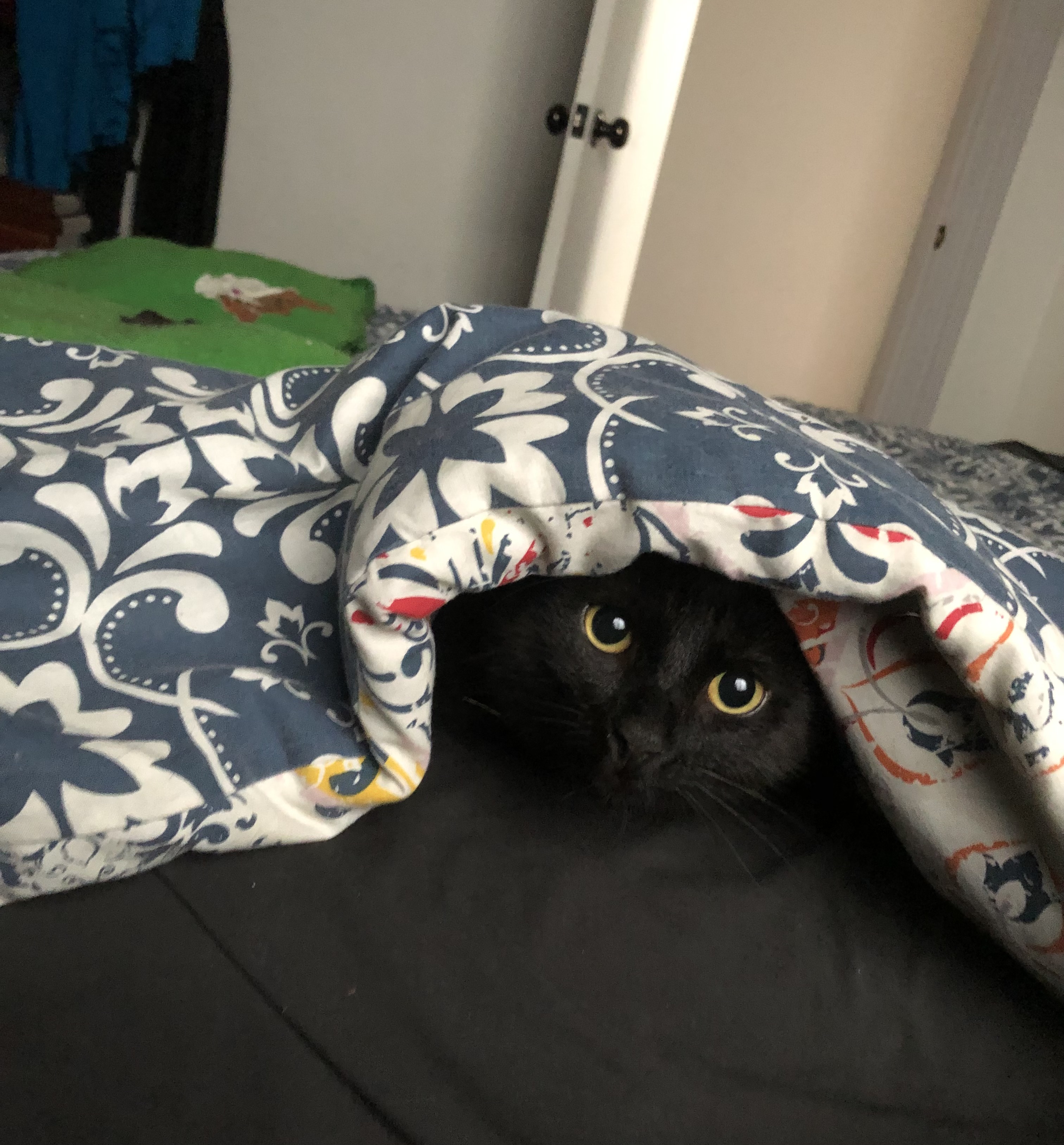 a black cat under a doona