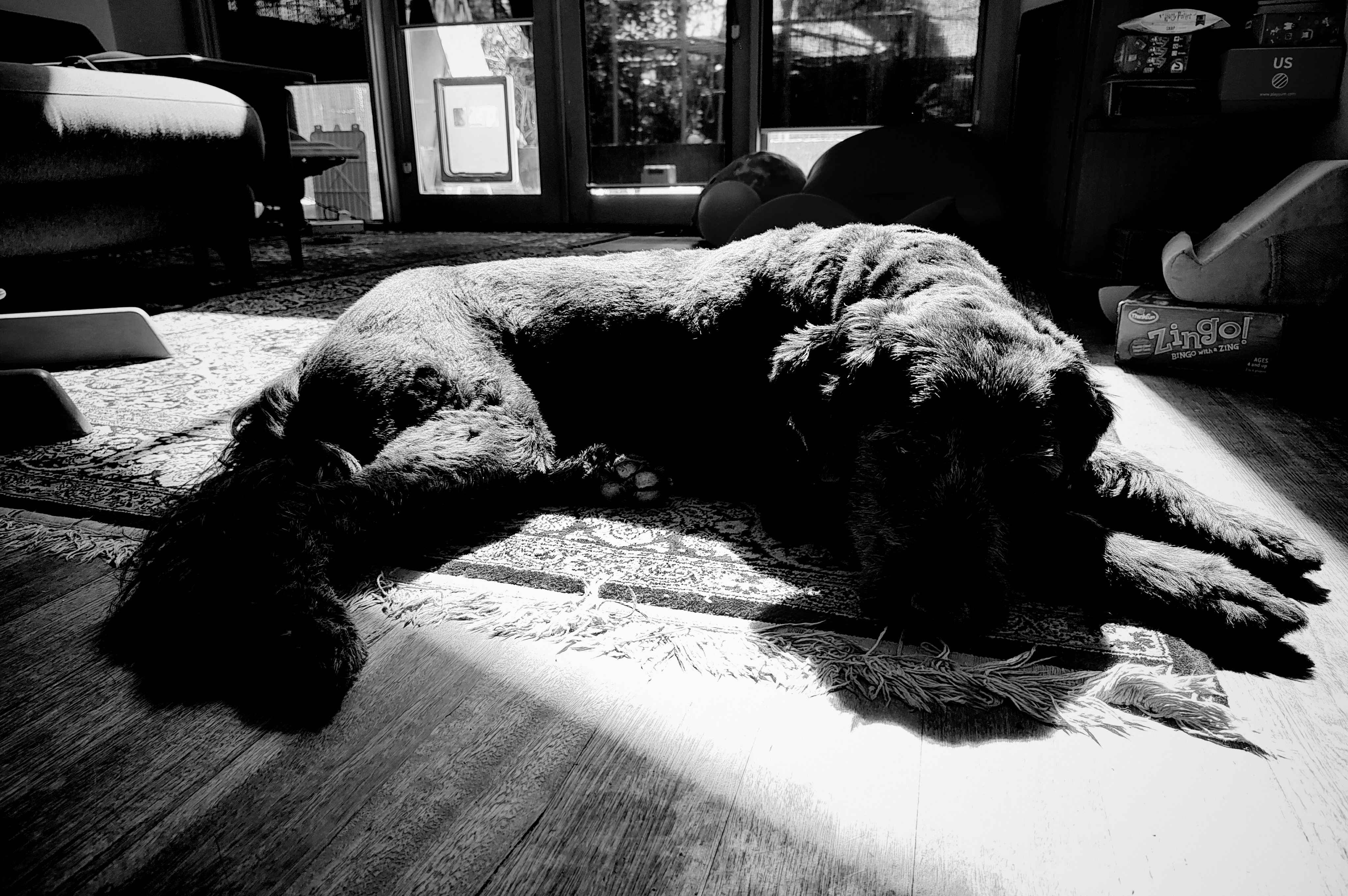 black and white photo of doggo in the sun