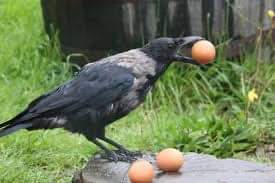 Raven with egg