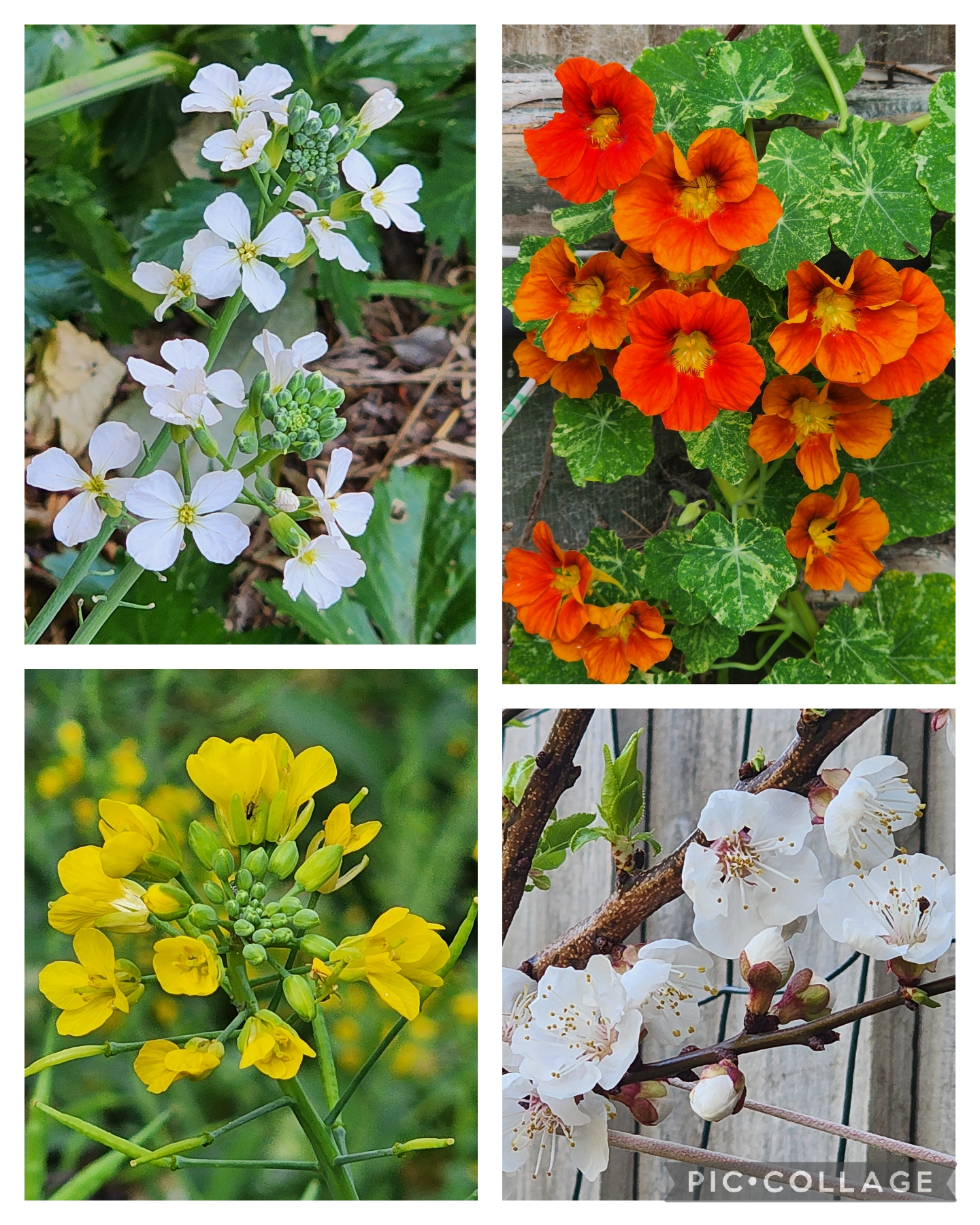 close ups of four different flowers