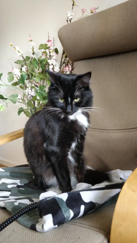 tuxedo cat on a chair looking very intensely at the viewer