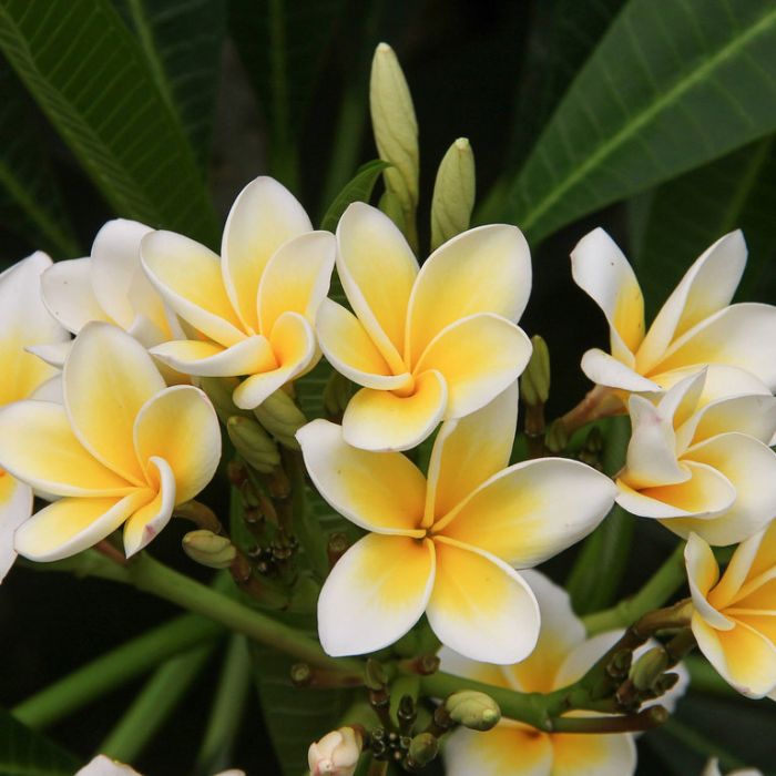 Picture of White Frangipani Flowers