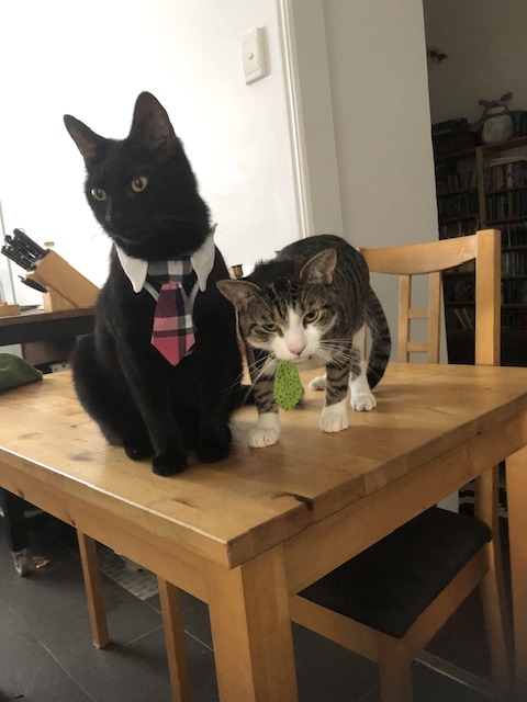 two cat with ties