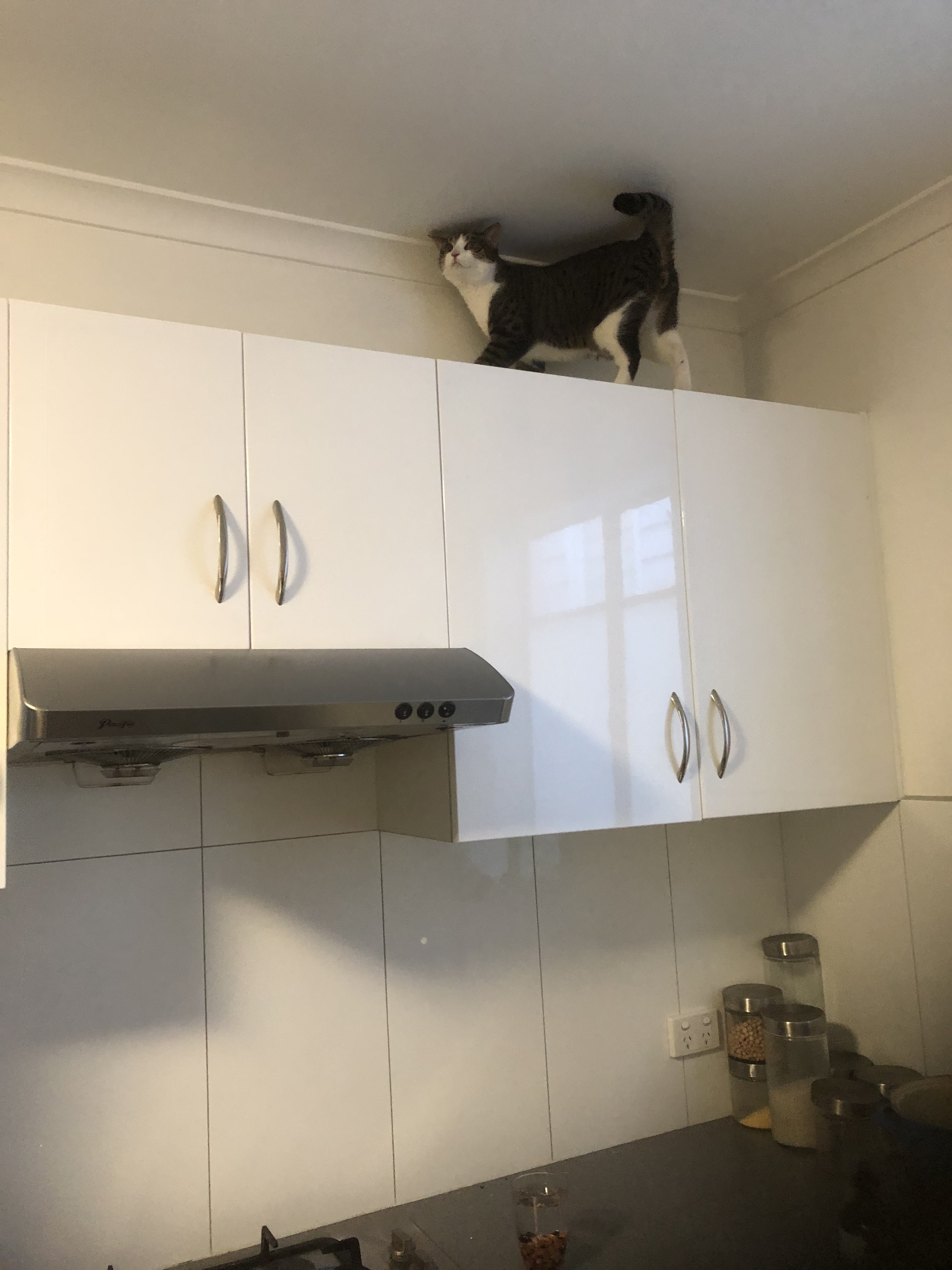 cat on top of cupboards