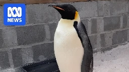 Emperor penguin waddles up to surfer at WA beach in most northern recorded sighting of species