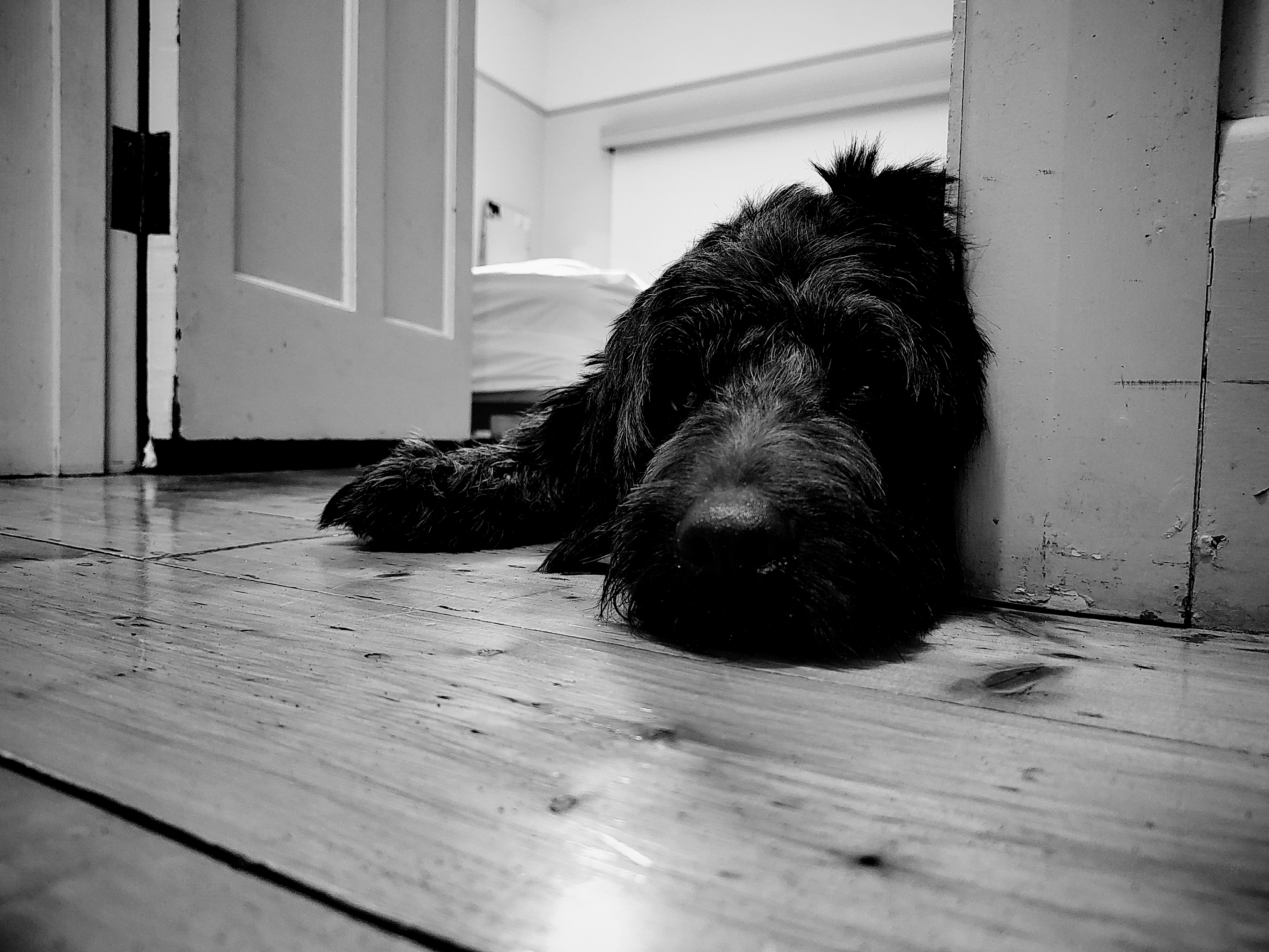 doggo lying on the floor spent after a big day - black and white