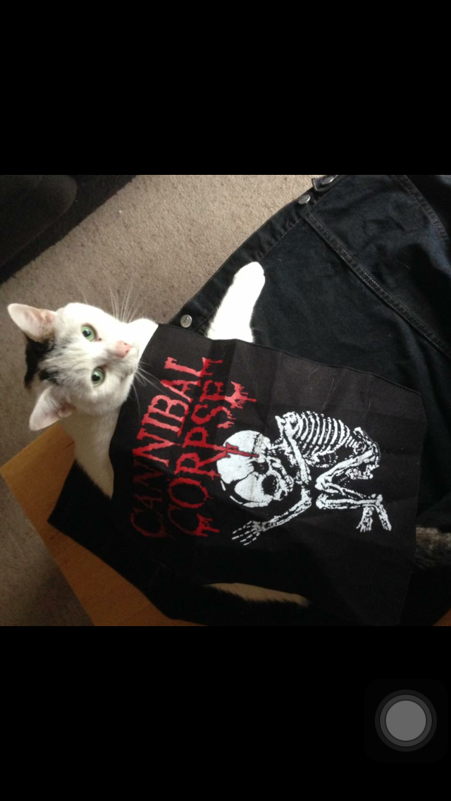 a white cat wearing a cannibal corpse back patch