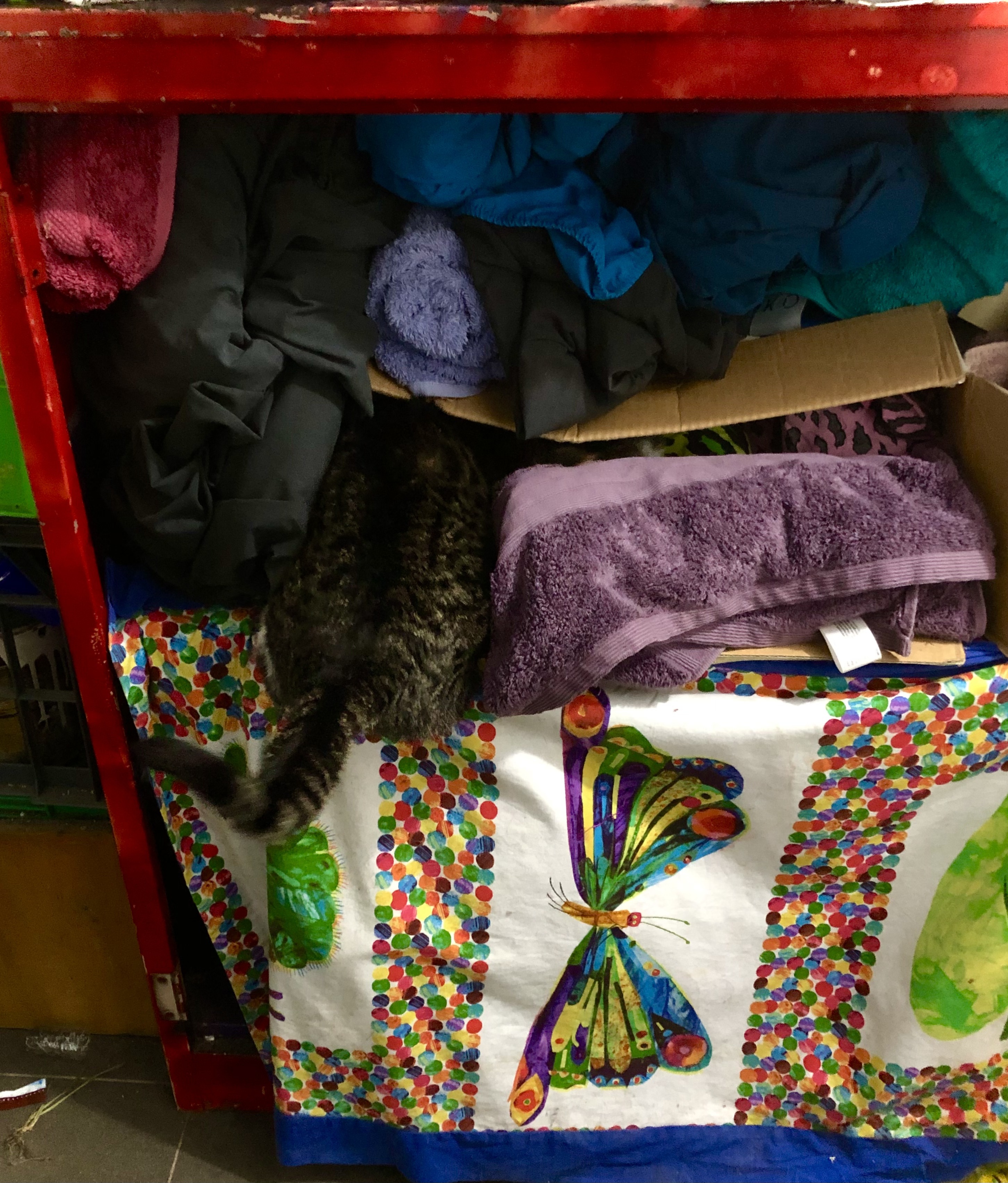 rear end of s cat burrowing into towels