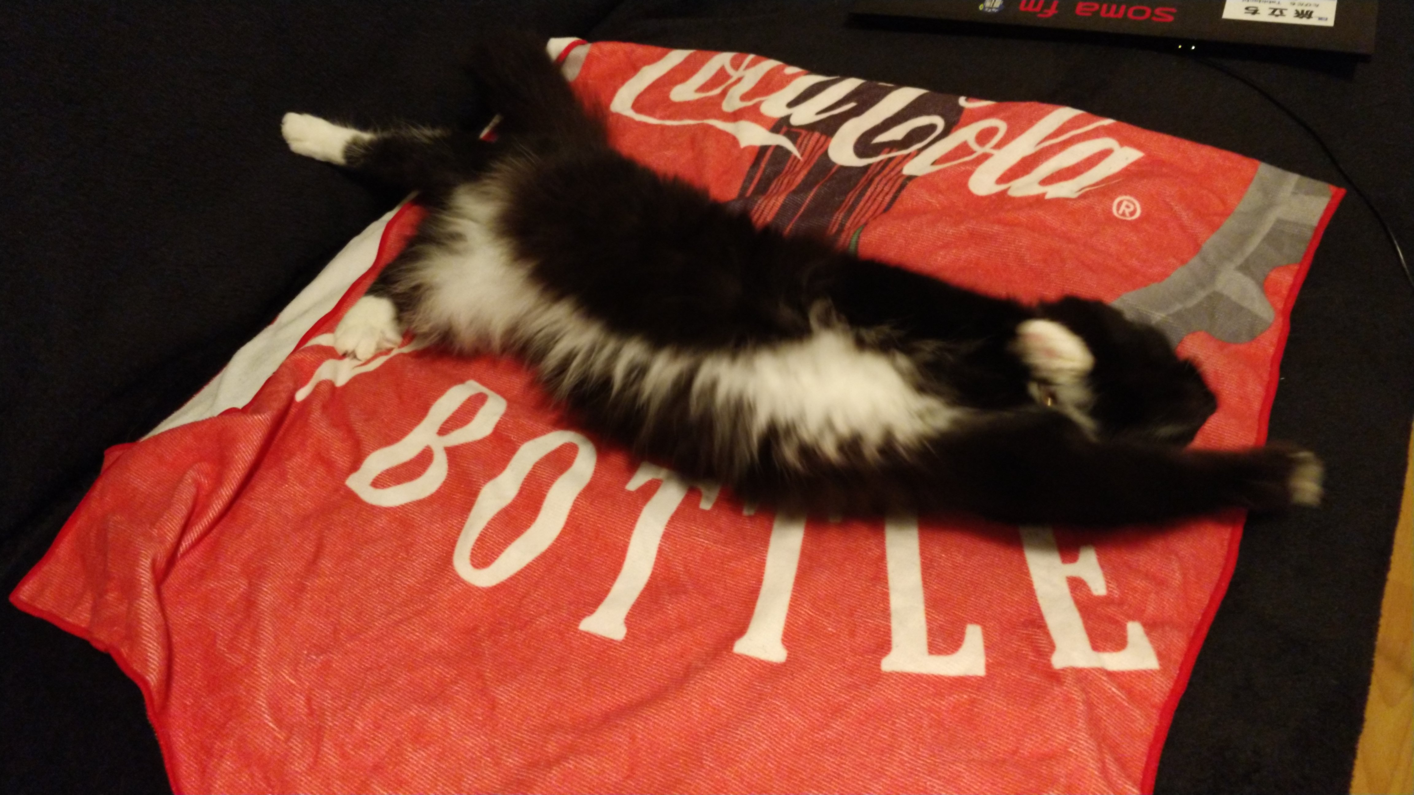 fluffy tuxedo cat frantically stretched out on a red towel belly side up