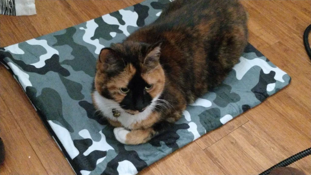 comfy cuddly calico cat lying on a camo patterned heated mat with one white-socked paw delicately curled up in front