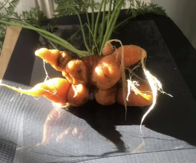 a very weird multi carrot